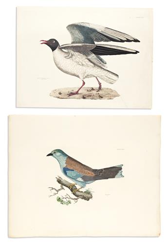 (BIRDS.) Prideaux John Selby. Group of 13 hand-colored etched and engraved plates from Illustrations of British Ornithology.